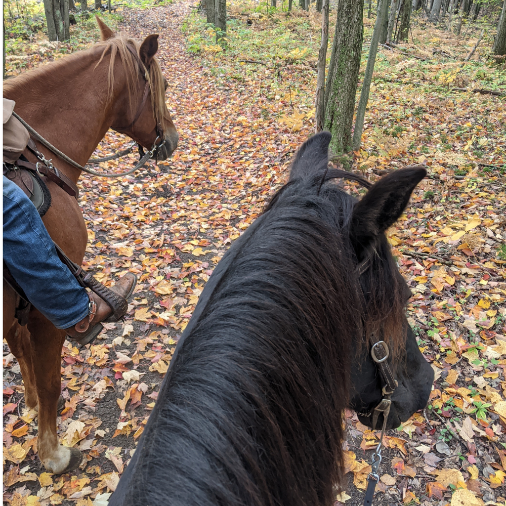 Une passion qui brûle de l'intérieur 🐴